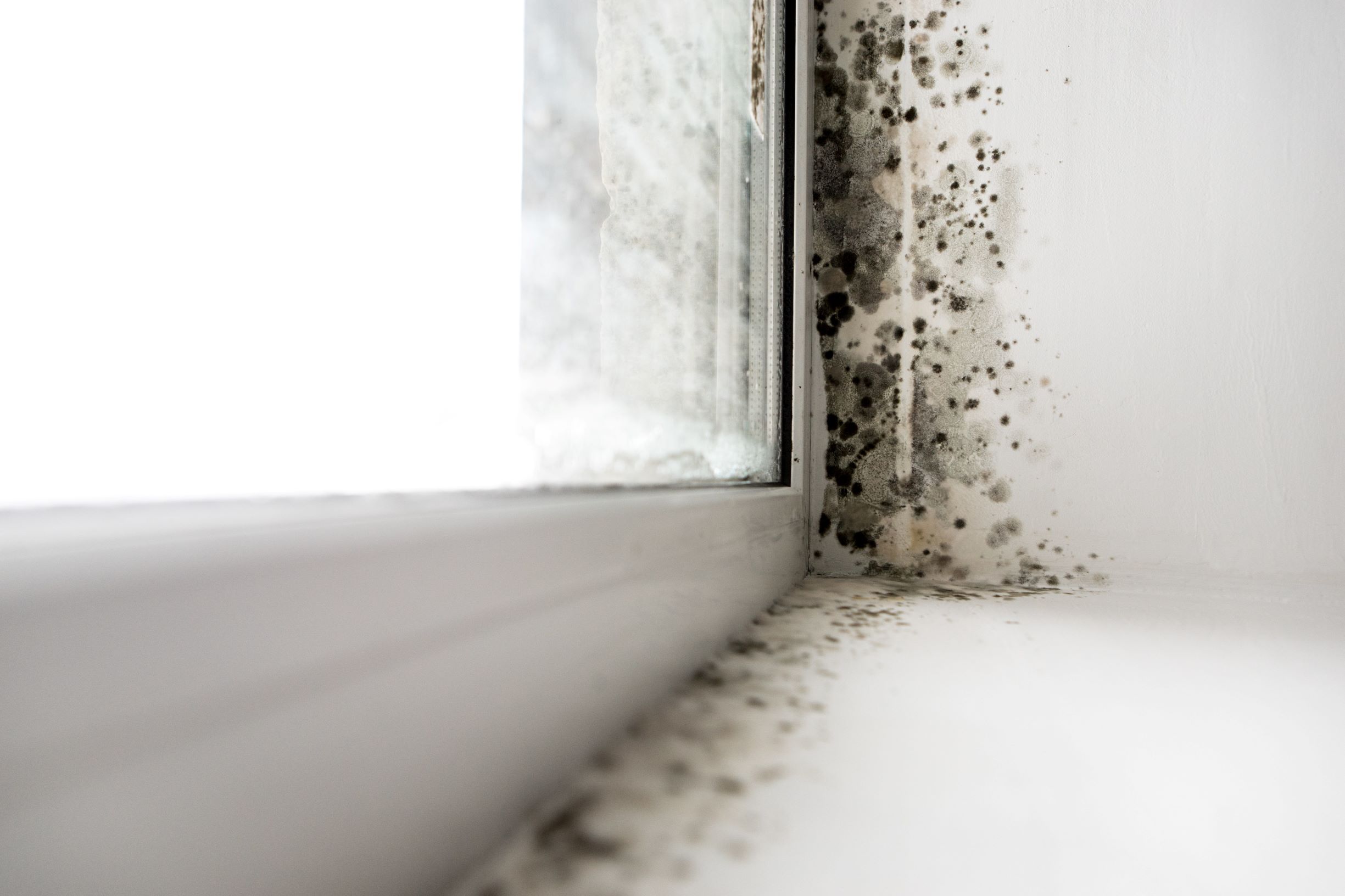 Maintaining Properties: Stopping Mold and Encouraging Correct Air Quality